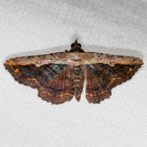 8658 Selenisa sueroides, Pale-edged Selenisa Moth