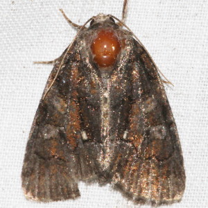 9557 Chytonix sensilis