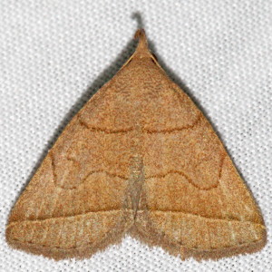 8351 Zanclognatha cruralis, Early Zanclognatha Moth