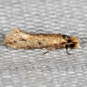 0301 Homostinea curviliniella