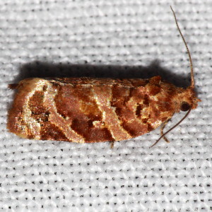 3603 Argyrotaenia tabulana, Jack Pine Tube Moth