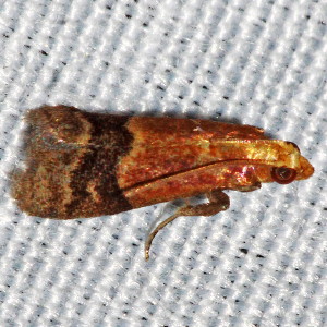 5999 Eulogia ochrifrontella, Broad-banded Eulogia Moth
