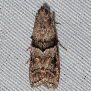 5863.1 Dioryctria clarioralis, Blister Coneworm Moth