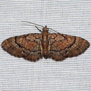 7453 Eupithecia peckorum, Peck's Pug Moth