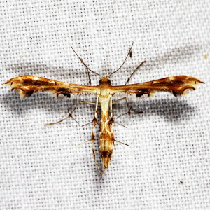 6090.1 Sphenarches anisodactylus