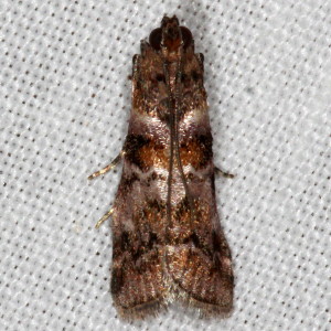 5849 Dioryctria pygmaeella, Bald Cypress Coneworm Moth