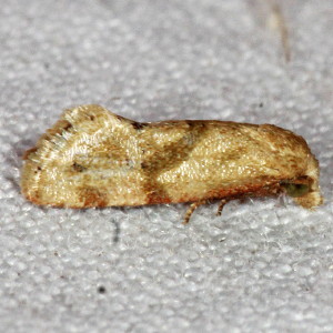 3771 Cochylis caulocatax