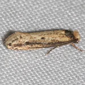 0392 Tinea apicimaculella