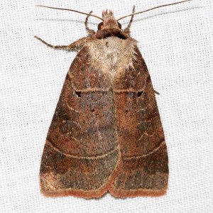 10955 Agnorisma badinodis, Pale-banded Dart Moth
