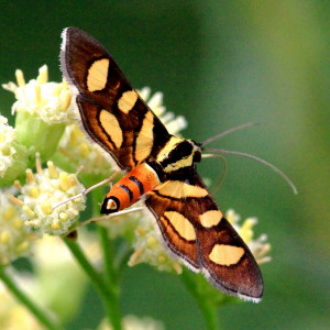 5284 Syngamia florella Red-waisted Florella Moth