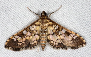 5150 Samea ecclesialis Assembly Moth