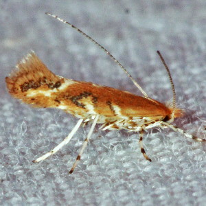 0841.97 Cameraria sp., Unidentified Cameraria Moth