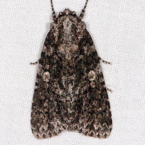 9254 Acronicta  afflicta, Afflicted Dagger Moth