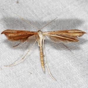 6234 Emmelina monodactyla, Morning-glory Plume Moth