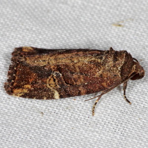 9678 Elaphria versicolor, Variegated Midget Moth