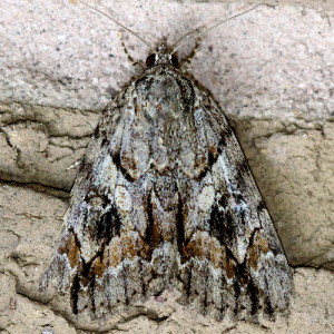 Catocala epione, Epione Underwing 8773