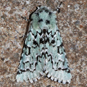 10007 Feralia major, Major Sallow Moth