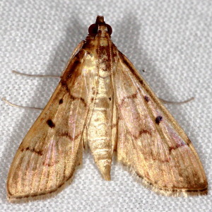 Herpetogramma bipunctalis, Two-spotted Herpetogramma 5272