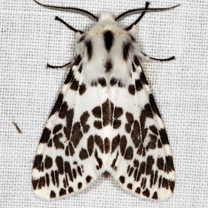 8140 Hyphantria cunea, Fall Webworm Moth