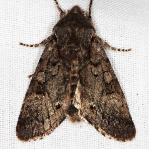 10012 Psaphida electilis, Chosen Sallow