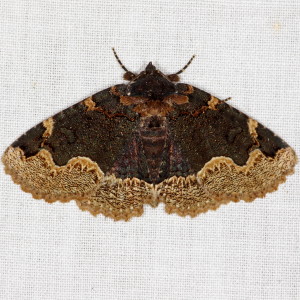 8717 Zale horrida, Horrid Zale Moth