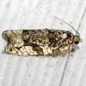 3230 Proteoteras aesculana, Maple Twig Borer Moth