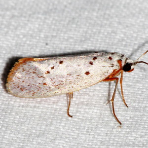 2404 Lactura basistriga