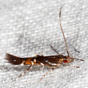 1498.97 Cosmopterix sp, Unidentified Cosmopterix Moth