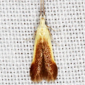 1398.97 Coleophora sp, Unidentified Coleophora Moth