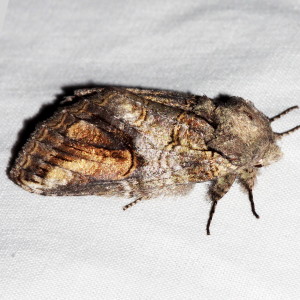 7983 Heterocampa obliqua, Oblique Heterocampa Moth