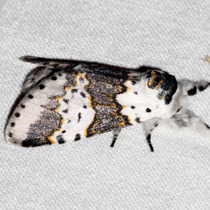 7936 Furcula borealis, White Furcula Moth
