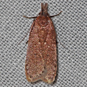 2287 Dichomeris ventrella