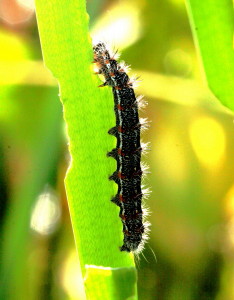 9280 Simyra insularis, Henry's Marsh Moth