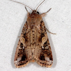 Spodoptera frugiperda, Fall Armyworm Moth 9666