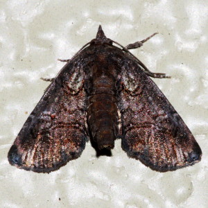 8959 Paectes pygmaea, Pygmy Paectes Moth