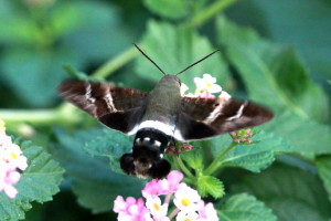 Aellopos titan, Titan Sphinx Moth, Hodges #7849