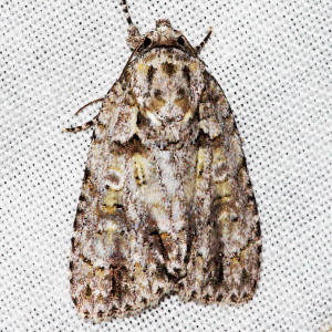 9243 Acronicta ovata, Ovate Dagger Moth 