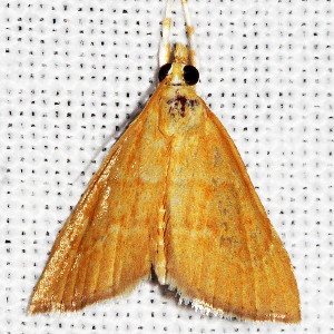 4877 Aethiophysa invisalis