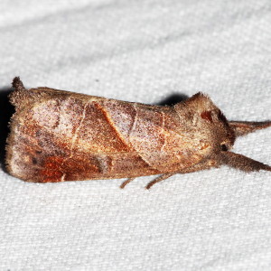 7896 Clostera inclusa, Angle-lined Prominent Moth