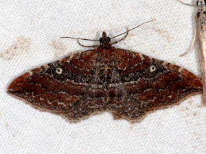 7414 Orthonama obstipata Gem Moth