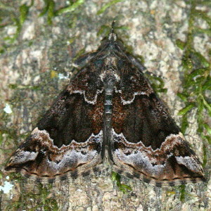 Hypena palparia, Mottled Bomolocha