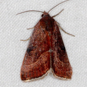 Galgula partita, The Wedgeling,  Hodges#9688