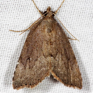 8728 Cutina albopunctella, Cypress Looper Moth