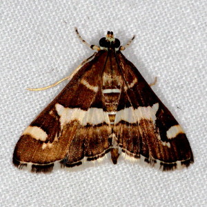 5170 Spoladea recurvalis, Hawiian Beet Webworm Moth