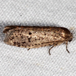 2353 Homadaula anisocentra, Mimosa Webworm Moth