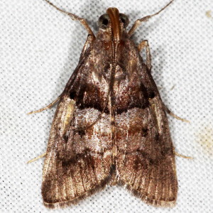 5595 Pococera robustella, Pine Webworm Moth