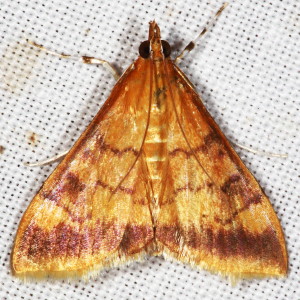 5042 Pyrausta onythesalis