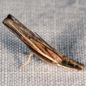 5433 Fissicrambus haytiellus, Carpet-grass Webworm Moth
