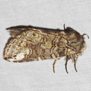 7983 Heterocampa obliqua, Oblique Heterocampa Moth