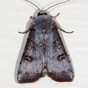 Anicla infecta, Green Cutworm Moth 10911